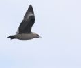 South Polar Skua